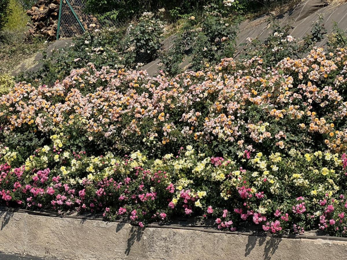 Apartment Au Parfum Des Roses