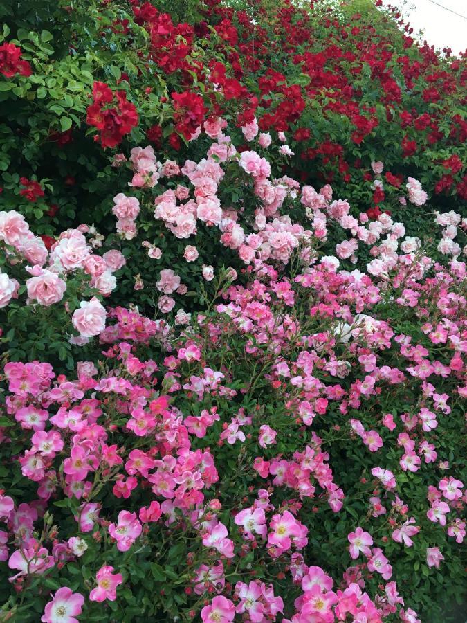 Au Parfum Des Roses * Gunstett